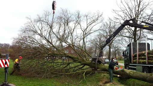 bomen rooien 